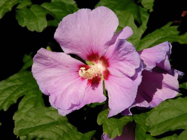 Bir bahçedeki amber bitkisinin çeşitli çok renkli çiçekleri