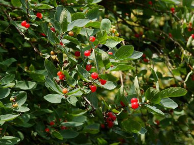 eed, yazın Lonicera xylosteum çalılığının küçük meyveleri