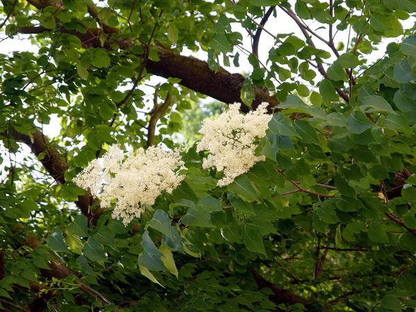 Flores Brancas Syringa Josike Árvore Parque Primavera — Fotografia de Stock