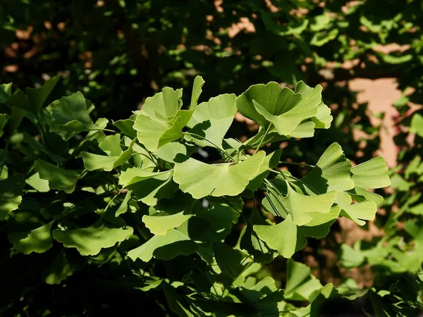 Hojas Verdes Ginkgo Biloba Primer Plano — Foto de Stock