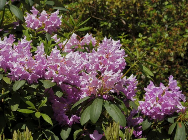 Rosa Blüten Des Rhododendronstrauches Frühling — Stockfoto