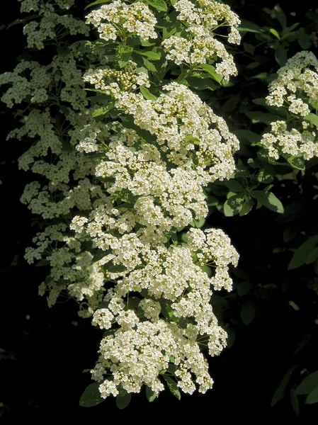 Petites Fleurs Blanches Spiraea Cinerea Buisson Dans Parc — Photo