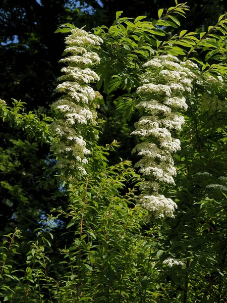 White Small Flowers Spiraea Cinerea Bush Park — Stock Photo, Image