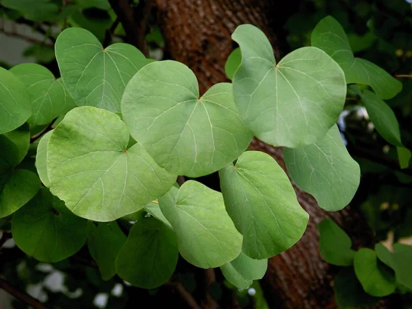 Hojas Verdes Cersis Siliquastrum Judashtree Verano Cerca — Foto de Stock