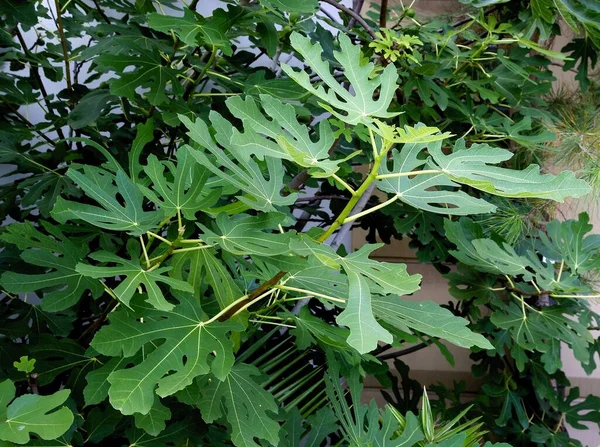 Ficus Carica Tree Garden — Stock Photo, Image