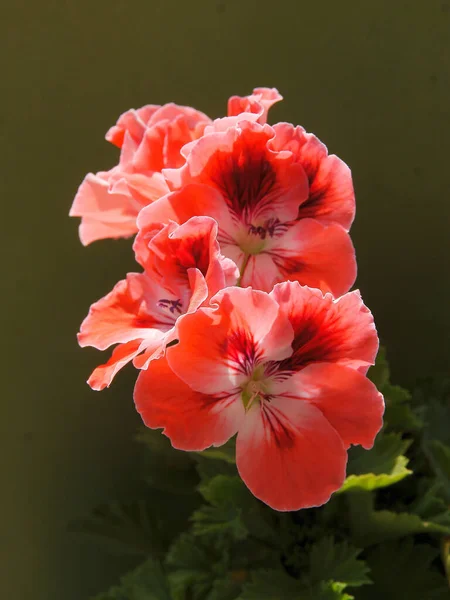 Krásné Vícebarevné Květy Rostliny Muškátu — Stock fotografie