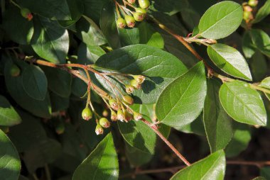 Cotoneaster Acutifolius Villosulus bahçedeki çalılar için bitki yetiştiriyor.