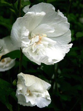 Bir bahçedeki amber bitkisinin çeşitli çok renkli çiçekleri