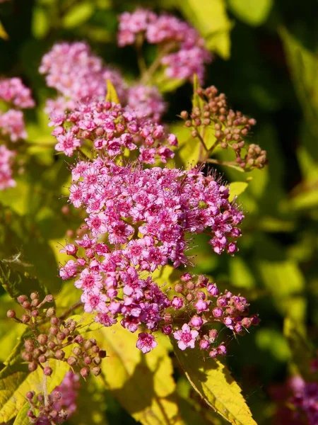 Розовые Цветы Spiraea Японский Куст Крупным Планом — стоковое фото