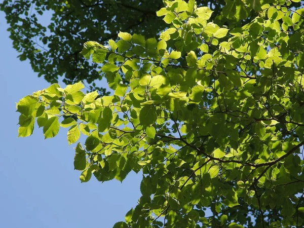 Olmo Árvore Ulmus Carpinifolia Primavera — Fotografia de Stock