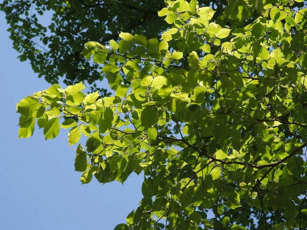 Ulme Ulmus Carpinifolia Frühling — Stockfoto