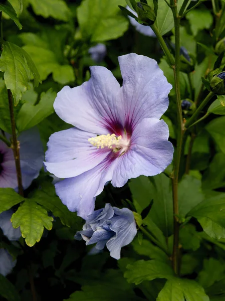 Różne Wielobarwne Kwiaty Hibiskusa Roślin Ogrodzie — Zdjęcie stockowe