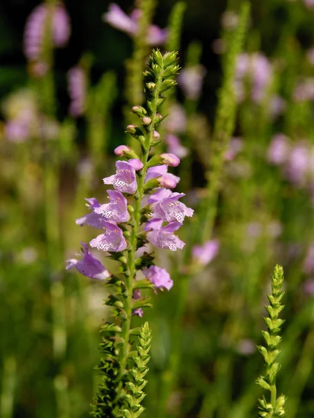 Pequenas Flores Lila Calamintha Vulgaris Jardim — Fotografia de Stock