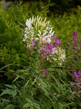 Cleome 'un mor ve beyaz çiçekleri - Örümcek çiçekleri yaklaşır