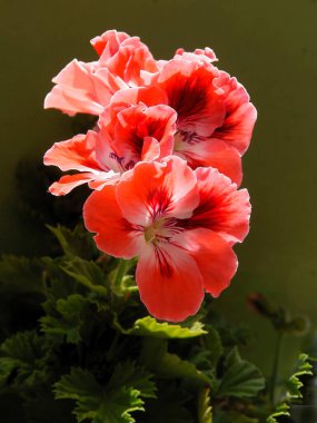 Güzel, sardunya saksısı çiçekleri.