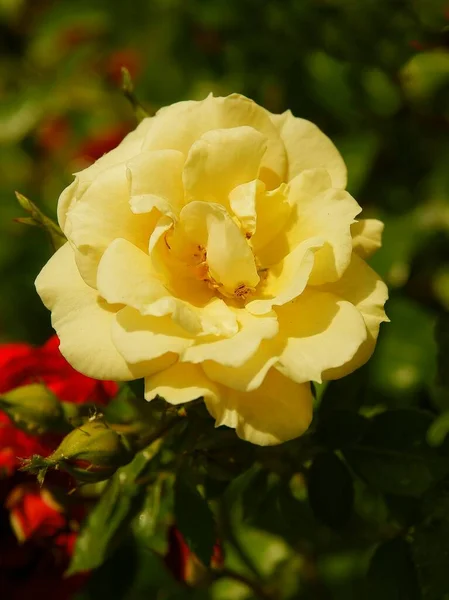 Rosa Amarilla Jardín Verano —  Fotos de Stock