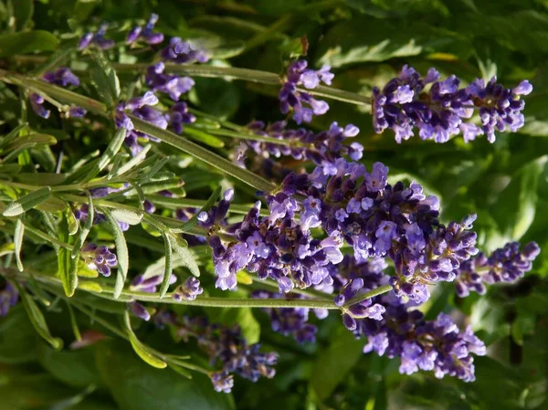 Fiori Lila Lavendula Angustifolia Erba Vicino — Foto Stock