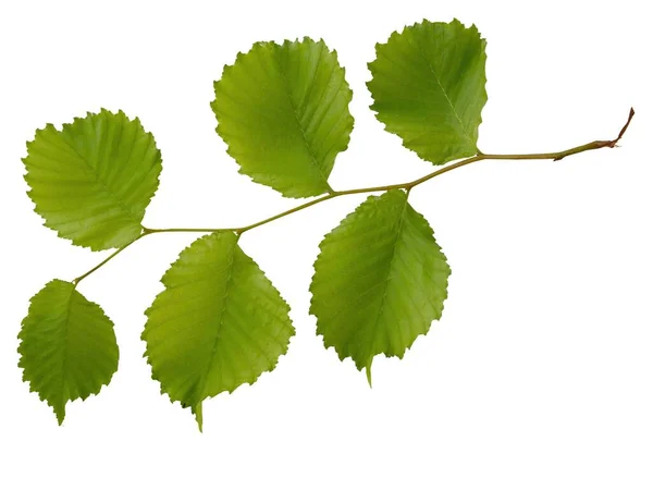 Gałązka Wiązu Odizolowanymi Zielonymi Liśćmi — Zdjęcie stockowe