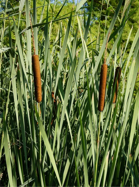 Brown Seeds Water Plant Typha Latifolia Water Truncheons — Stock Photo, Image