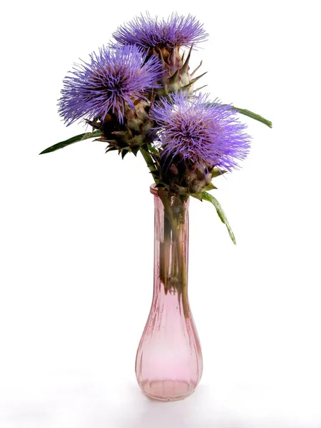 Cynara Scolymus Artichoke Lila Flowers Close — Stock Photo, Image