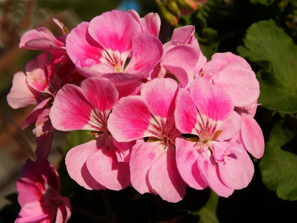 Hübsche Mehrfarbige Blüten Der Geranien Topfpflanze — Stockfoto