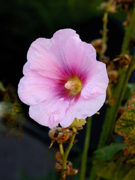 Grazioso Fiore Rosa Malva Vicino — Foto Stock