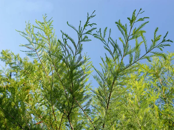 Gałęzie Zielone Liście Taxodium Distichum Łyse Drzewo Cyprysowe — Zdjęcie stockowe