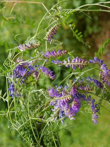 Lila Flores Vicia Cracca Ervilhaca Planta Selvagem Perto — Fotografia de Stock