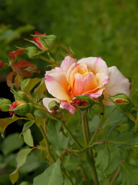 Bourgeon Rose Rose Fleur Gros Plan — Photo