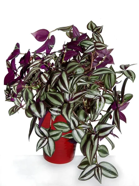Purple Green Tradiecanthia Plant Close — Stock Photo, Image