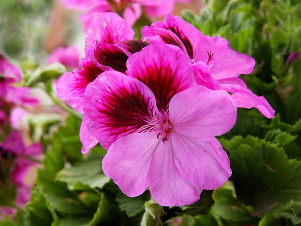 Красиві Різнокольорові Квіти Рослини Герані — стокове фото