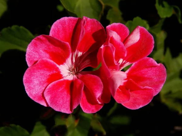 Красивые Разноцветные Цветы Герань Горшок Растения — стоковое фото