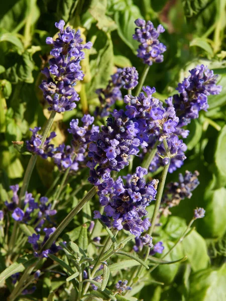 Lila Flores Lavendula Angustifolia Hierba Cerca —  Fotos de Stock