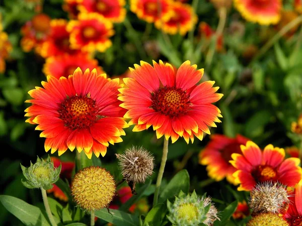 Flores Rojas Amarillas Del Cortafuegos Gailardia Aristata Jardín — Foto de Stock