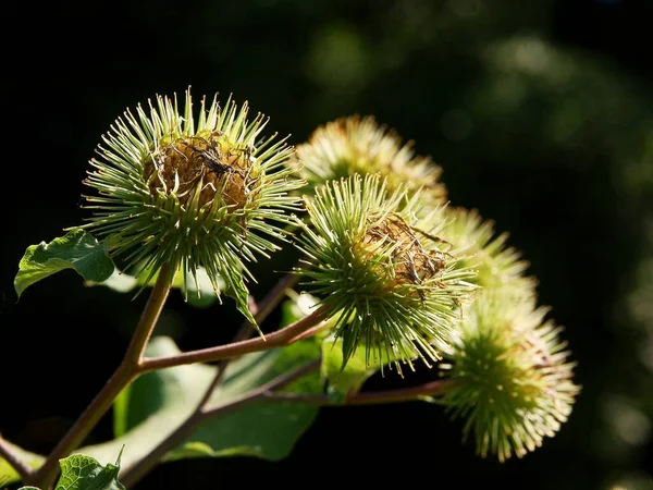 Dikenli Tomurcuklar Vahşi Bitki Arctium Eksi — Stok fotoğraf
