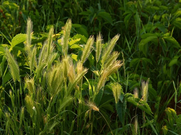 Дикие Растения Hordeum Murinum Популярные Сорняки Лугах Полях — стоковое фото