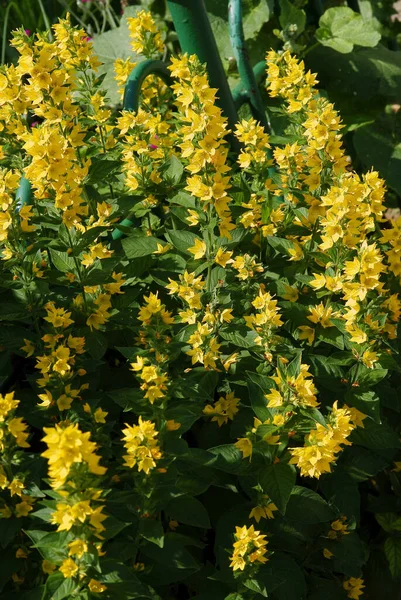 Żółte Kwiaty Lysimachia Punktata Ogrodzie — Zdjęcie stockowe