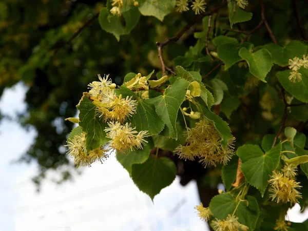 リンデンの木が花を咲かせ — ストック写真