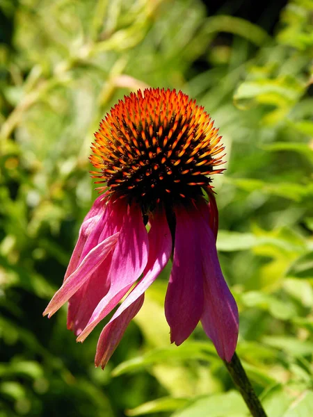 Różowy Kwiat Coneflower Echinacea Purpurea Zbliżenie — Zdjęcie stockowe