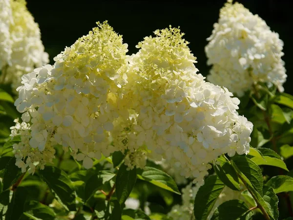 Jolies Fleurs Hortensia Buisson Gros Plan — Photo