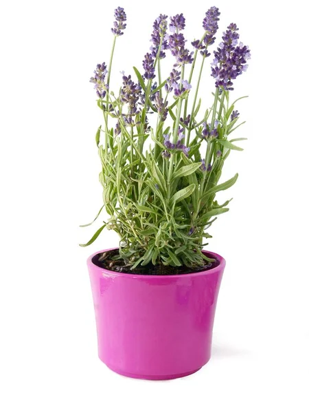 Fiori Lila Lavendula Angustifolia Erba Vicino — Foto Stock