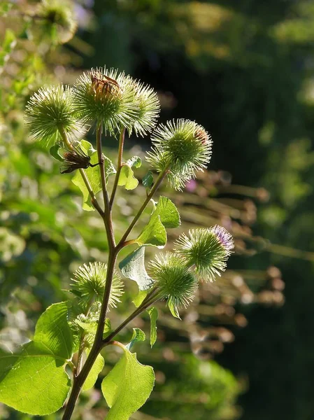 Doornige Knoppen Wilde Plant Arctium — Stockfoto