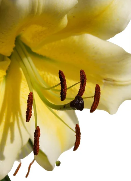 Giglio Giallo Con Polline Marrone Vicino — Foto Stock