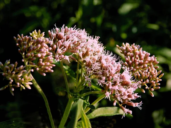 Flores Rosas Plantas Silvestres Eupatorium Cannabinum —  Fotos de Stock