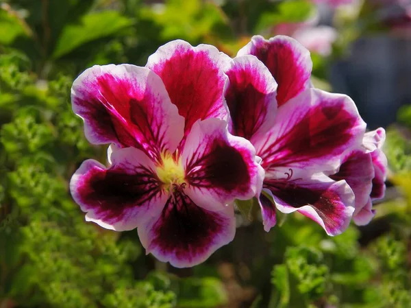 Verschiedene Mehrfarbige Blüten Der Geranien Topfpflanze Aus Nächster Nähe — Stockfoto