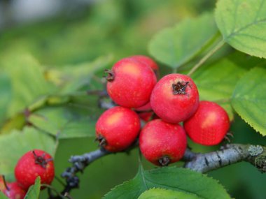 Crateagus Intricata 'nın küçük, kırmızı meyveleri.