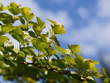 Baharda filizlenen çalı Physocarpus opulifolius