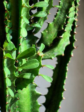 Euphorbia trigona kaktüsü. Kapatın.