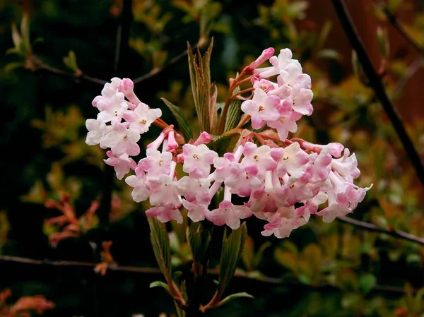 Rosa Duftende Blüten Des Viburnum Farrer Tree Frühling — Stockfoto