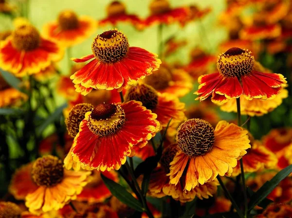 Pretty Yellow Orange Flowers Helenium Garden — Stock Photo, Image